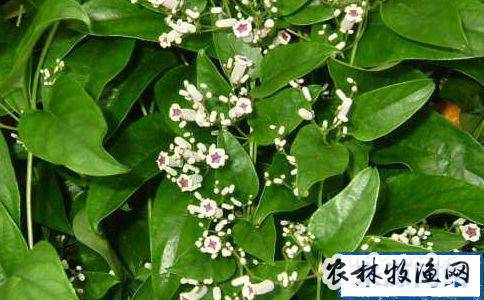 白鸡屎藤《贵州民间药物【异名】臭皮藤,臭茎子,迎风子《植物名