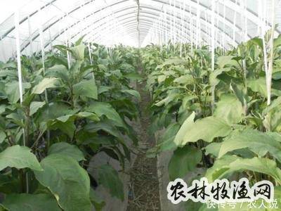 日光温室无公害茄子栽培技术要点