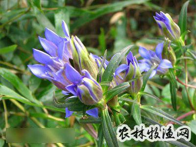 【来源】龙胆科龙胆属植物 蓝花龙胆 gentiana filistyla balf.