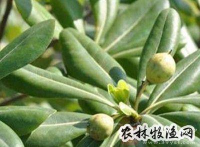 山枝根《四川中药志【来源】为海桐花科植物光叶海桐的根或根皮.