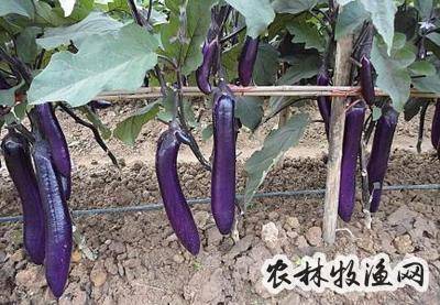 无公害茄子栽培技术要点