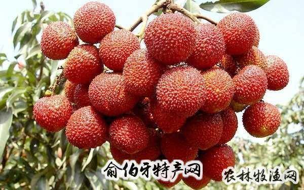 新兴香荔