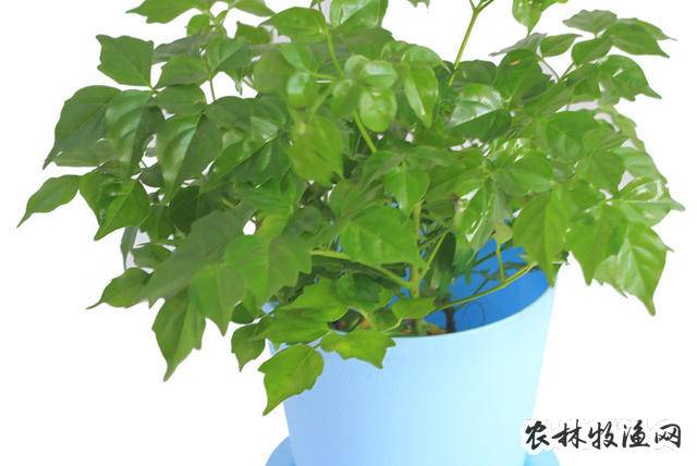 菜豆树《广西中草药【异名】豆角树,白鹤参,牛尾树《广西中草药