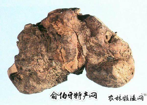又称松茯苓,茯灵.属担子菌纲多孔目多孔菌科卧孔菌属.