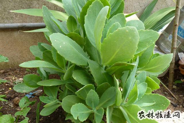 景天三七《江苏药材志【异名】土三七《植物名实图考,八仙草