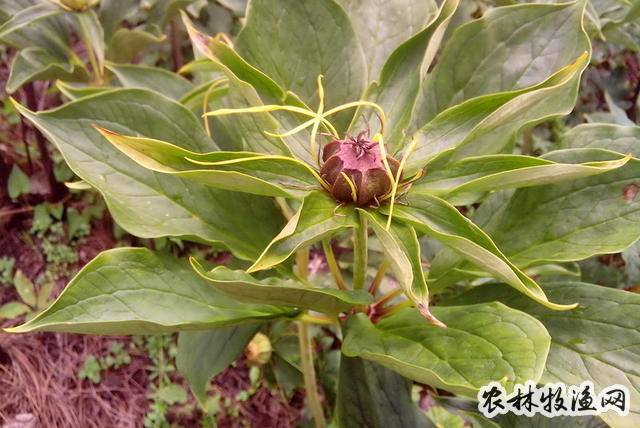 独角莲_中草药