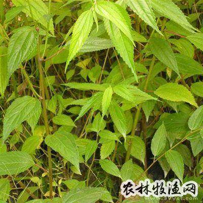 学大辞典,水麻《中国树木分类学,水麻柳《贵州植药调查,水