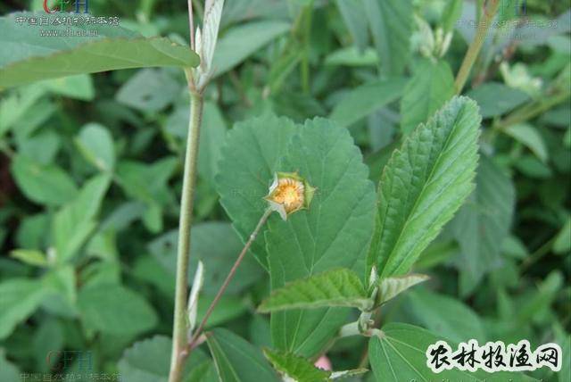 拔毒散《滇南本草【异名】王不留行《滇南本草,小黄药,小迷