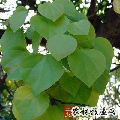 苍白秤钩风(广州部队《常用中草药手册【异名】穿墙风(广州部队