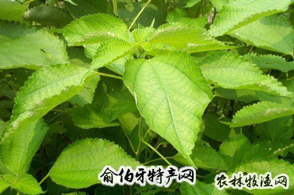 主要种类有六安大麻,舒城黄麻,霍邱红麻和金寨苎麻 六安)