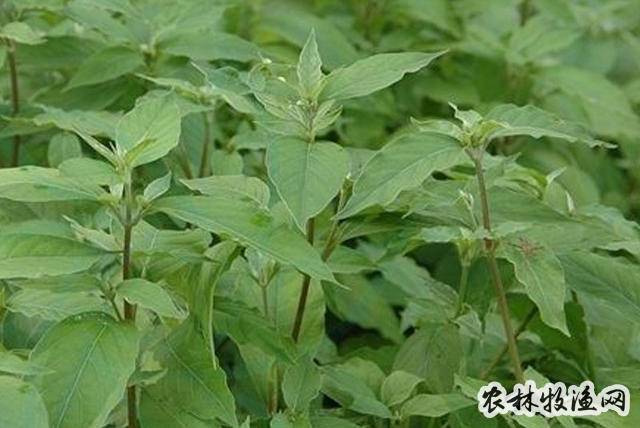 【来源】为苋科植物牛藤的根.