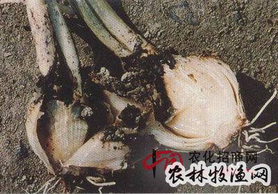 洋葱黑粉病防治有三法