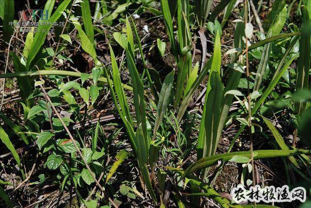 光石韦《四川常用中草药【异名】牛皮风尾草,大石韦,石莲姜,岩莲