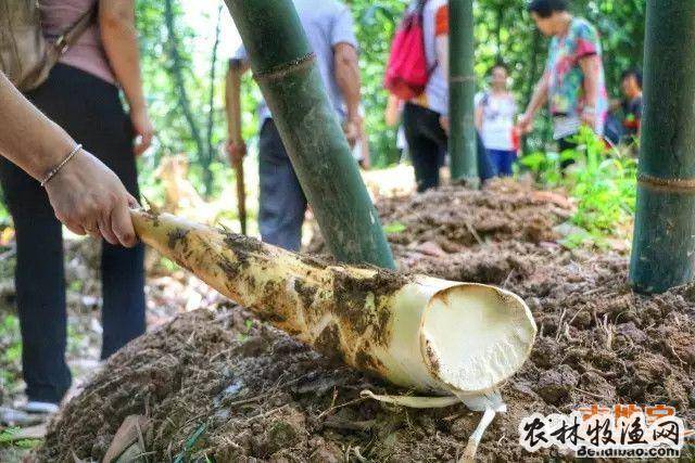 沙口竹笋没有粗纤维,外表有皱纹,至今在罗村仍不失为一种人人爱吃的
