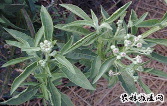 六棱菊