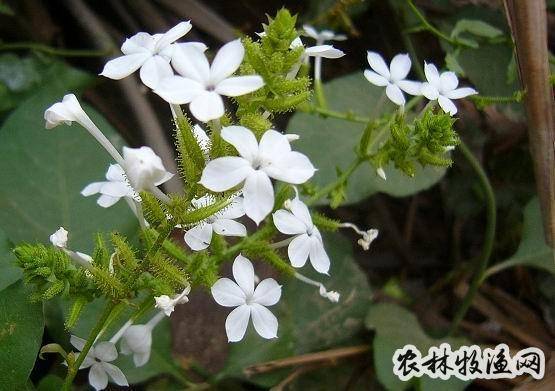 白花丹