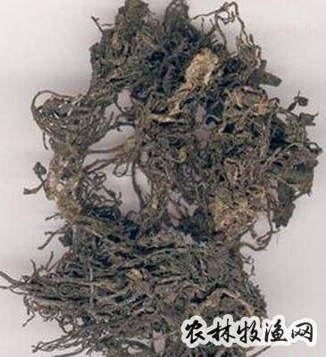 不认识海蝰的朋友们不会了解海蝰有什么功效和作用