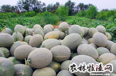 新疆鄯善县哈密瓜成熟上市农民喜笑颜开