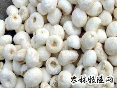 白矾半夏散作为一种中药方剂,不仅对疾病的治疗效果令人非常满意,而且