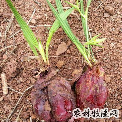 【来源】为天南星科植物红根的块茎.