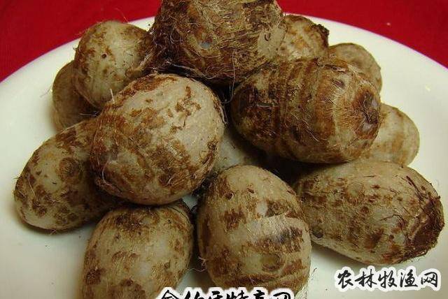 天星芋