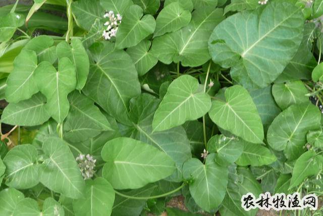 隔山消