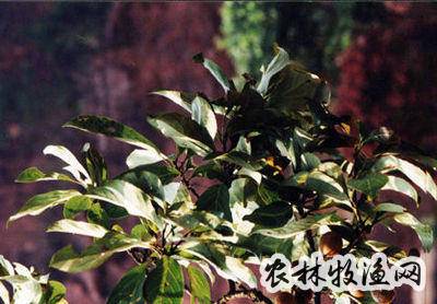 豆腐渣果《云南思茅中草药选【来源】为山龙眼科植物萝卜树的根