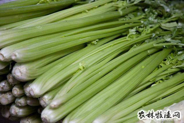 《别录,和兰鸭儿芹《中国植物图鉴,香芹,蒲芹《本草推陈)