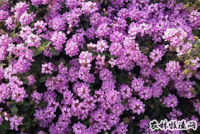 五色梅_中草药