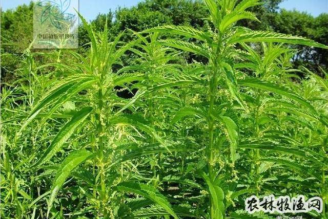 荨麻_中草药