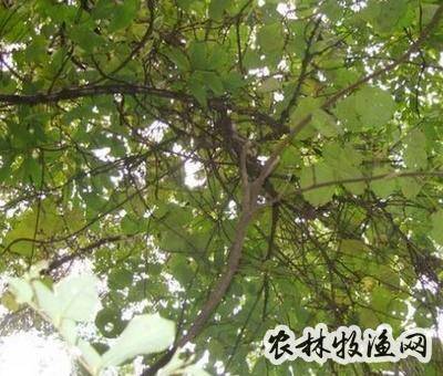 野苦梨根