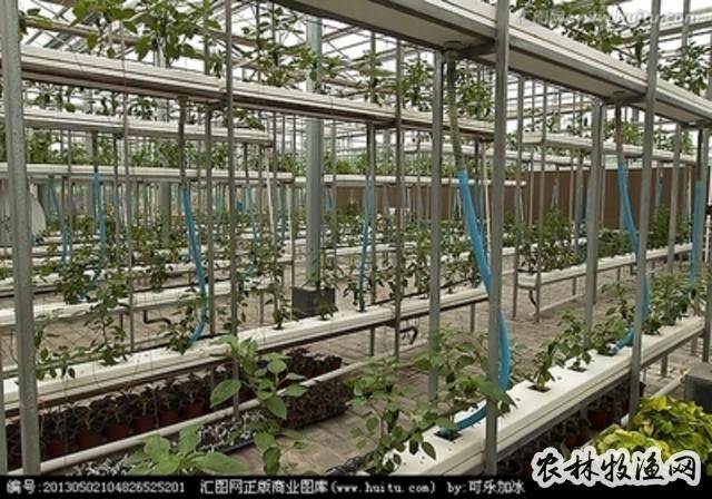 大棚蔬菜节水灌溉新技巧