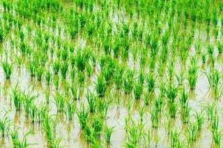 南方水稻一般为一年几熟？
