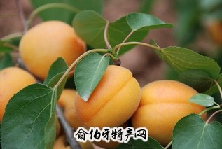 福洪杏