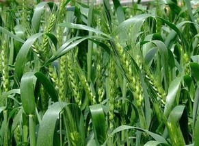 小麦生长后期做好管理保丰收