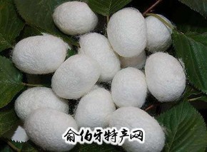 蒙山桑蚕