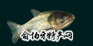 野猪湖胖头鱼