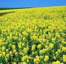 油菜秋冬季节田间管理技术要点