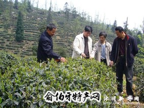 李家山绿茶