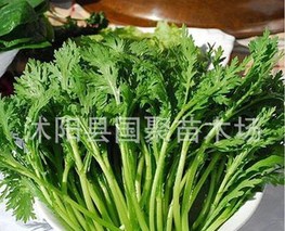 菠菜、茼蒿、西兰花等涨价 寿光蔬菜价格小幅上涨