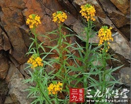 桂竹糖芥