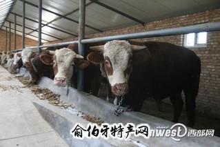 民和肉牛