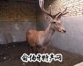 塔河马鹿