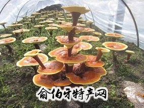 龙泉灵芝