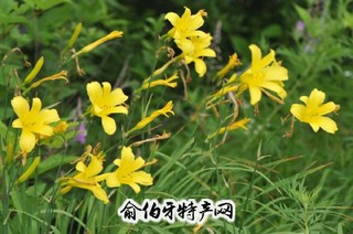 璧山黄花菜