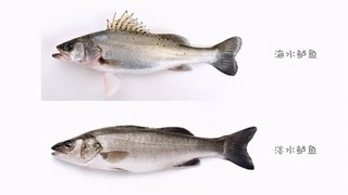 海鲈鱼和淡水鲈鱼区别是什么？