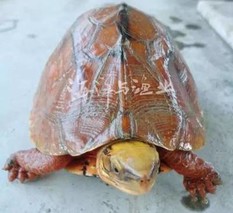 中国八大名贵龟介绍