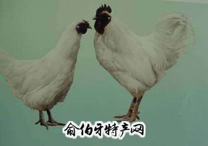 郧阳乌鸡