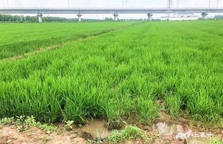 防止水稻“小老秧”培管措施要得当(水稻秧插深了怎么管理)