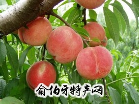 蒋福山水蜜桃